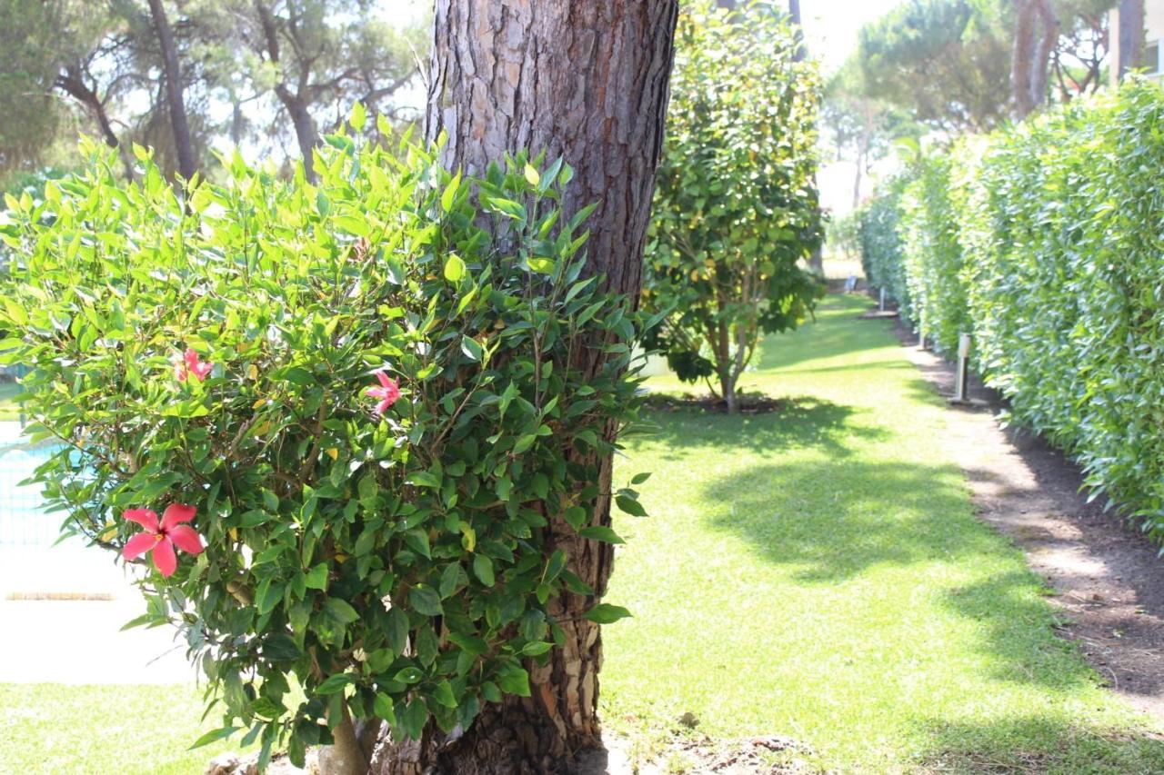 The Pinewood Villa فيلامورا المظهر الخارجي الصورة